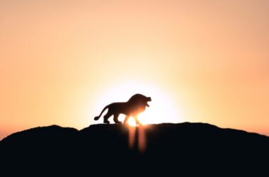 react,-the-humble-–-write-once,-render-in-web-and-native