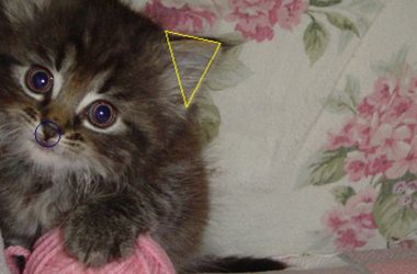 how-to-use-“cats”-dataset-with-python-reductstore-sdk