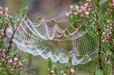 go-to-market-best-practices:-navigating-the-web