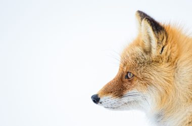 how-to-debug-a-firefox-add-on-(extension)