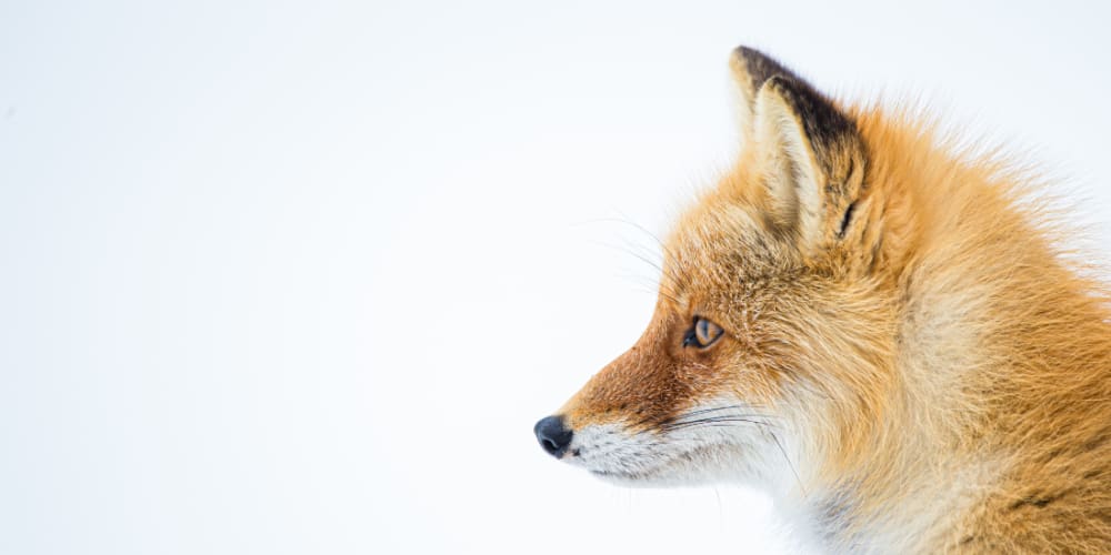 how-to-debug-a-firefox-add-on-(extension)