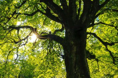 building-a-basic-markdown-editor:-unified,-trees-and-data