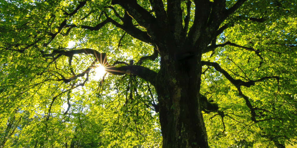 building-a-basic-markdown-editor:-unified,-trees-and-data