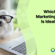 which-startup-marketing-agency-is-ideal-for-you?