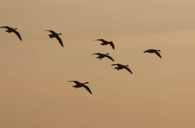 motivating-your-team:-7-strategies-for-senior-pmms