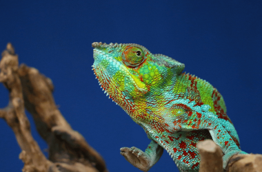 reinventing-yourself:-an-approach-to-reimagining-your-career,-learning,-and-relationships