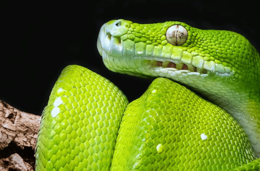 seven-python-projects-to-elevate-your-coding-skills