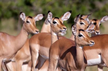 turning-conversations-into-insights-with-social-listening