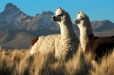 deploying-llama.cpp-on-aws-(with-troubleshooting)